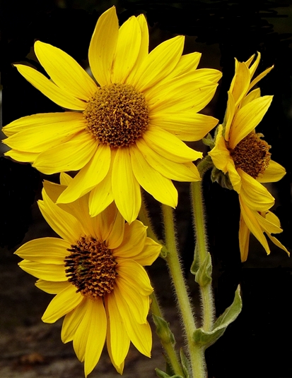 {Helianthus mollis}